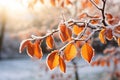 Frosty Sunrise: A Glittering Branch Tree\'s Sheltered Avatar in a Royalty Free Stock Photo