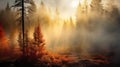 Coniferous forest in autumn at sunset with fog, God Rays, autumn, nature