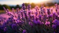 As the sun sets, its golden rays illuminate the vast lavender fields