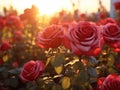 Sunset illuminates a romantic scene of red roses in a serene summer garden Royalty Free Stock Photo