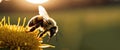 As the sun sets over the horizon, a lone bumblebee (extreme close-up) takes flight