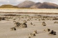 Lugworm (arenicola marina) Casts in the Sand on Camasunary Bay Isle of Skye Scotland UK