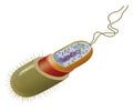 Illustration of the bacteria cell structure Royalty Free Stock Photo