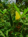 Okra,a strongly floral scent that is sweet and with a hint of green.