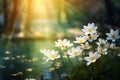 Sun-Kissed Blooms: A Radiant Display of White Buttercups in Warm