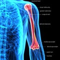 3D Illustration of Human Body Bone Joint Pains Anatomy Humerus