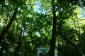 As well,a mix of live,green forests and blue sky! Royalty Free Stock Photo