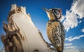 A woodpecker perches on a tree trunk or branch, a blurred blue sky background with white clouds, generative AI