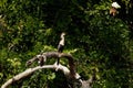 Anhinga North Carolina