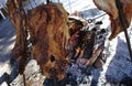 Asado al asador en San Antonio de Areco, Argentina Royalty Free Stock Photo