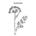 Asafoetida Ferula assa-foetida , medicinal plant.