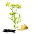 Asafoetida plant and pile of hing powder Royalty Free Stock Photo