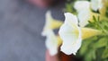 Asagao or Morning Glory flowers in hokkaido japan Royalty Free Stock Photo
