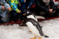 Asahikawa City,Hokkaido, Japan.  MARCH 13, 2019:The parade of penguins while walking through the snow at Asahiyama Zoo, Japan Royalty Free Stock Photo