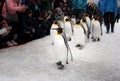 Asahikawa City,Hokkaido, Japan.  MARCH 13, 2019:The parade of penguins while walking through the snow at Asahiyama Zoo, Japan Royalty Free Stock Photo