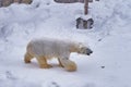 Polar bear walked arond the snow in winter