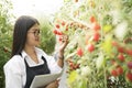 Asain gardender investigate quality tomato