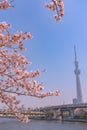 Tokyo Skytree Tower with cherry blossoms in full bloom at Sumida Park. Royalty Free Stock Photo