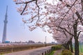 Tokyo Skytree Tower with cherry blossoms in full bloom at Sumida Park. Royalty Free Stock Photo