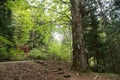 Asama shrine uphill walking trail with giant tree and red torii gate Royalty Free Stock Photo