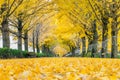 ASAN,KOREA - NOVEMBER 9: Row of yellow ginkgo trees and Tourists.
