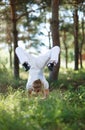 Asana pose in the forest Royalty Free Stock Photo