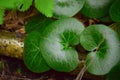 Asarum europaeum Royalty Free Stock Photo