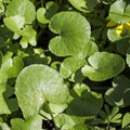 Asarum europaeum, commonly known as asarabacca, European wild ginger, hazelwort, and wild spikenard, is a species of flowering