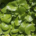 Asarum europaeum, commonly known as asarabacca, European wild ginger, hazelwort, and wild spikenard