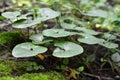 Asarum europaeum grows in the forest Royalty Free Stock Photo