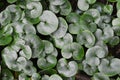 Asarum europaeum grows in the forest