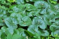 Asarum europaeum grows in the forest Royalty Free Stock Photo