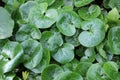 Asarum europaeum grows in the forest