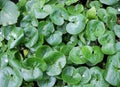 Asarum europaeum grows in the forest