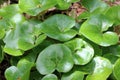 Asarum europaeum grows in the forest