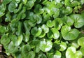 Asarum europaeum grows in the forest