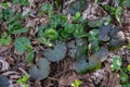 Asarum europaeum grows in the forest in the wild