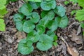 Asarum europaeum grows in the forest in the wild