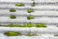asbest or asbestos with moss and vegetation Royalty Free Stock Photo