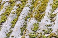 Asbestos green roof sheet with growing moss. Green roof Royalty Free Stock Photo