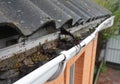 Asbestos house rooftop vinyl rain gutter with fallen leaves and dirt. Gutter cleaning