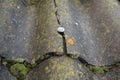 Asbestos roof. A close-up of an old cracked damaged asbestos roof tile covered with moss and lichen, dangerous for health that