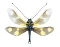 Ascalaphus Libelloides macaronius (male) Royalty Free Stock Photo