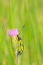 Ascalaphus sibiricus Royalty Free Stock Photo