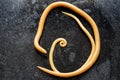 Ascariasis is a disease caused by the parasitic roundworm Ascaris lumbricoides for education. Royalty Free Stock Photo