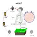 Ascaris life cycle Royalty Free Stock Photo