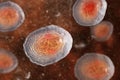 Ascaris lumbricoides unfertilized egg, illustration