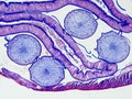Ascaris megalocephala cross section under the microscope showing its cuticle, intestine and ovaries - optical microscope x100 Royalty Free Stock Photo