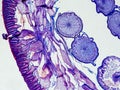 Ascaris megalocephala cross section under the microscope showing its cuticle, mesodermal cells, pseudoceloma and ovaries - optical Royalty Free Stock Photo