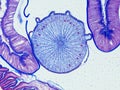 Ascaris megalocephala cross section under the microscope showing an ovary - optical microscope x200 magnification Royalty Free Stock Photo